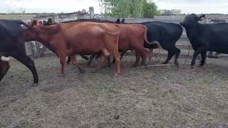 Lote 20 Vacas Angus