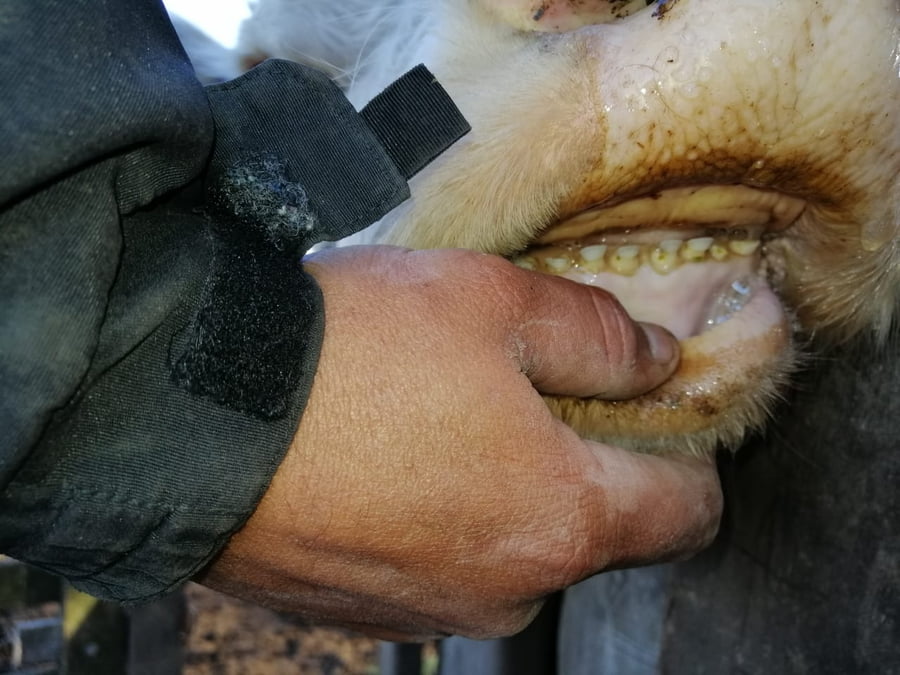 Lote 34 Vacas usadas preñadas en Daireaux, Buenos Aires