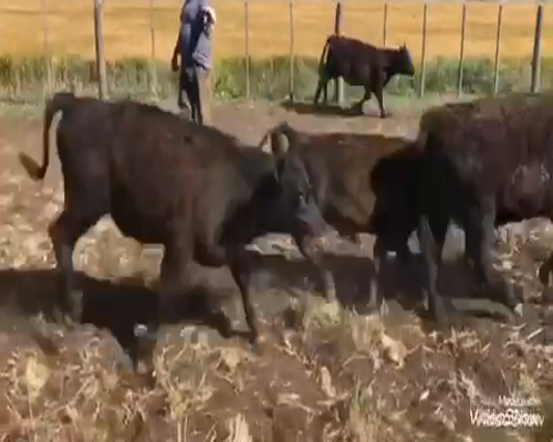 Lote 55 Terneros en De la Garma, Buenos Aires