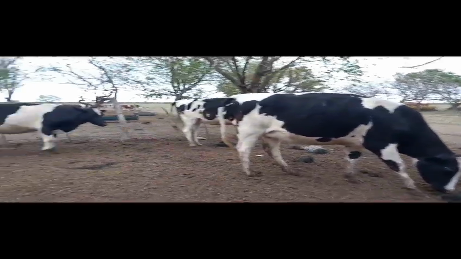 Lote 3 Vaquillonas preñadas Holando Argentino en Gdor. Crespo, Santa Fe