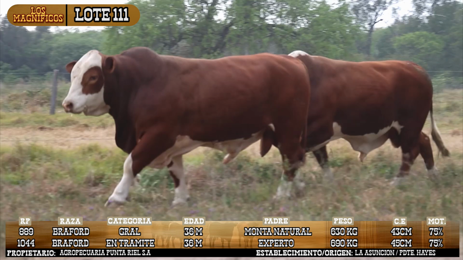 Lote LOTE 111 - VIVO