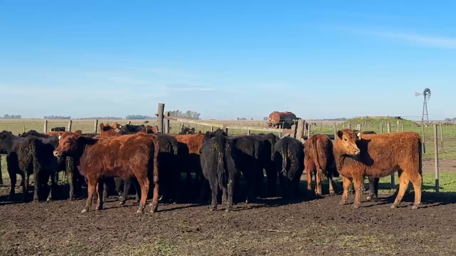 Lote 50 Terneras
