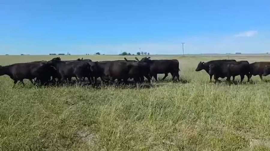 Lote 38 Vacas nuevas Preñadas en Entre Ríos, San Salvador