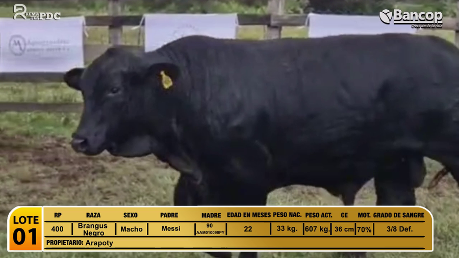 Lote Toros Brangus Negro a remate en Viernes 30 de mayo- Remates PDC, Paraguarí