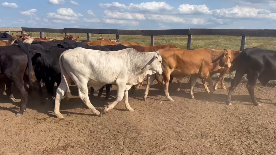 Lote 75 Novillitos en Juan José Castelli, Chaco