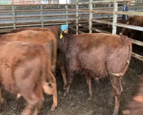 Lote 40 Ternero en Puerto Varas, X Región Los Lagos