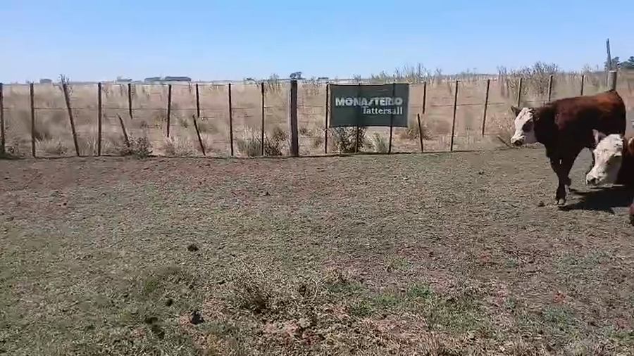 Lote 47 Terneros en Benito Juárez