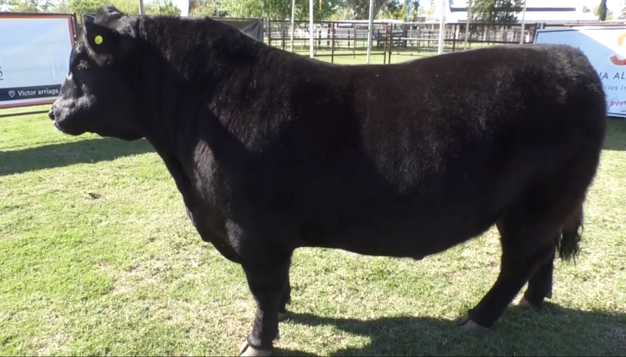 Lote Toro Aberdeen Angus Negro PP - RP38 - Cabaña La Elba