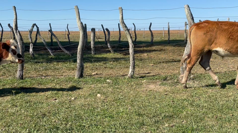 Lote 43 Terneros/as en Corrientes, Mercedes