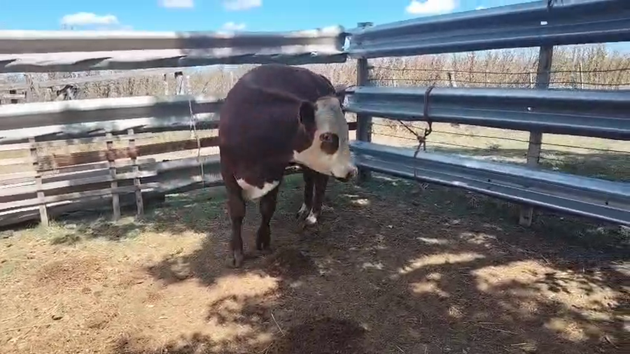 Lote Toros a remate en Pantalla Camy, San José