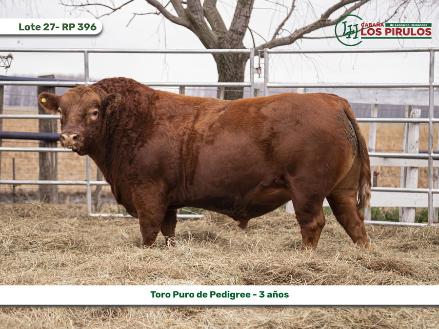 Lote TOROS PUROS DE PEDIGREE - 3 AÑOS