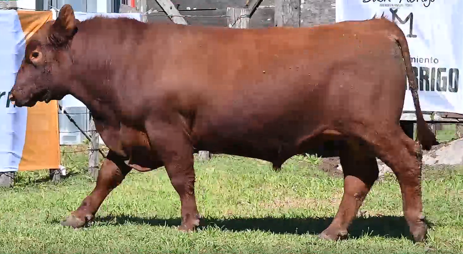 Lote TOROS PI 2 AÑOS RP 927 7081 958