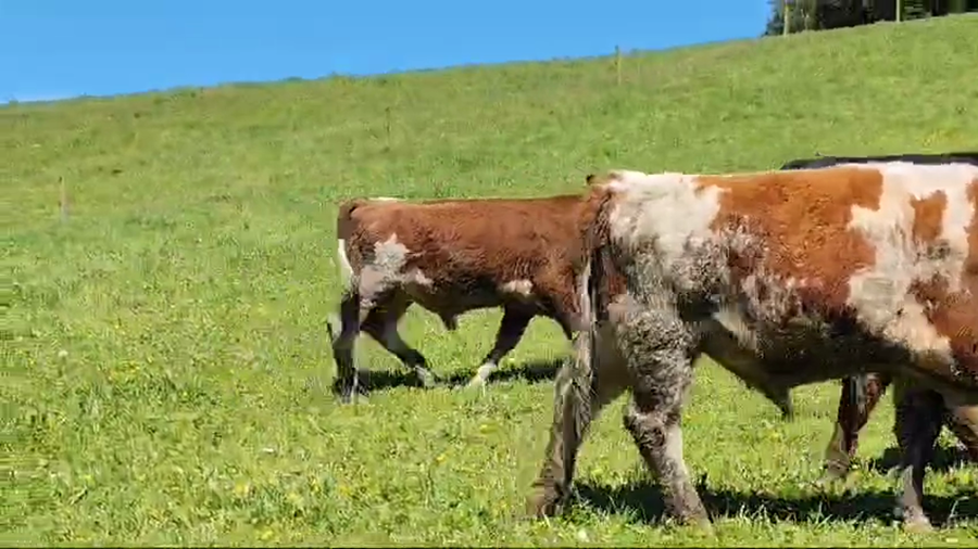Lote 30 Ternero en Ancud, X Región Los Lagos