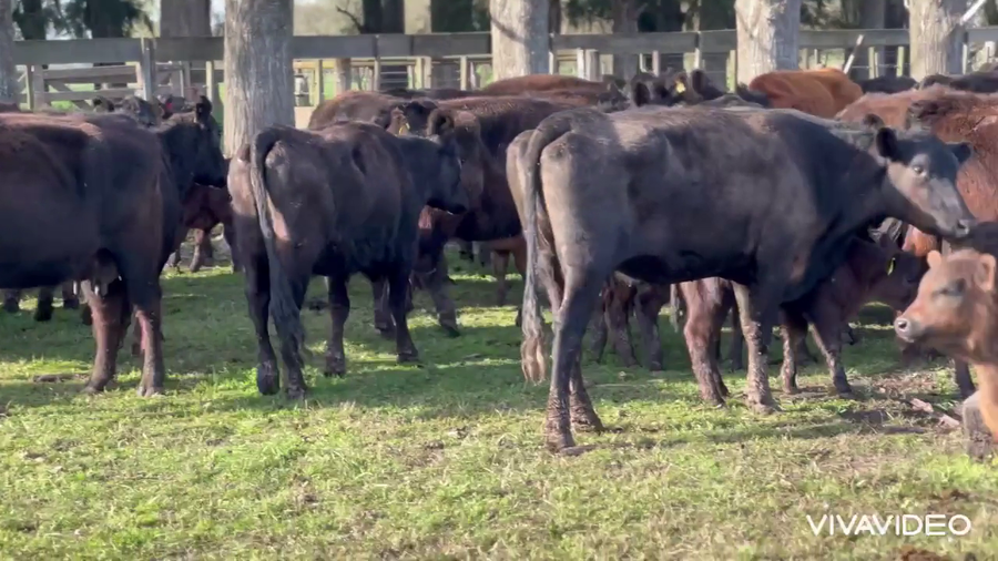 Lote 16 Vacas usadas paridas