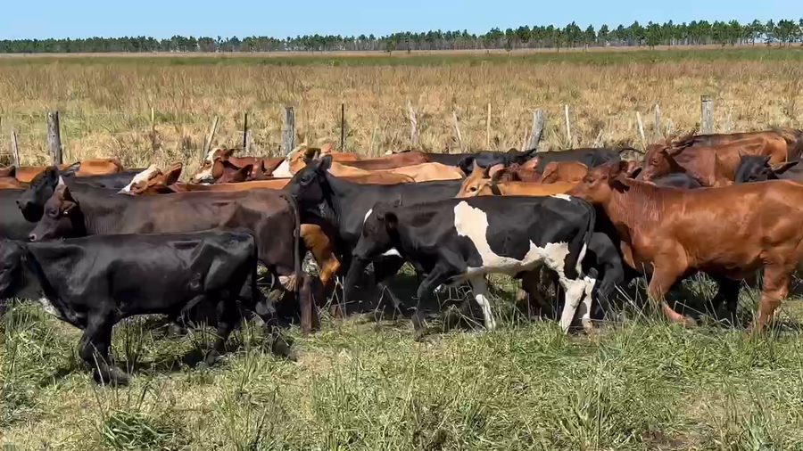 Lote 65 Terneros/as en Ituzaingó, Corrientes