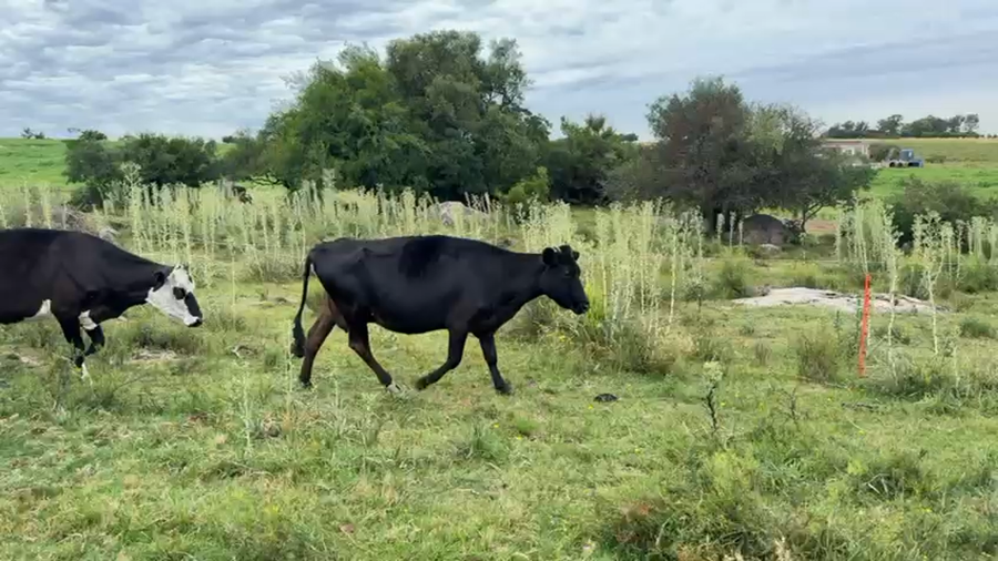 Lote VACA DE INVERNADA
