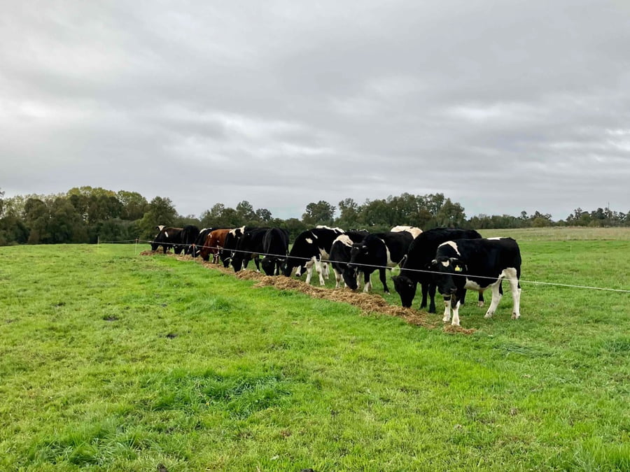 Lote 44 Novillo Gordo en Río Bueno, XIV Región Los Ríos