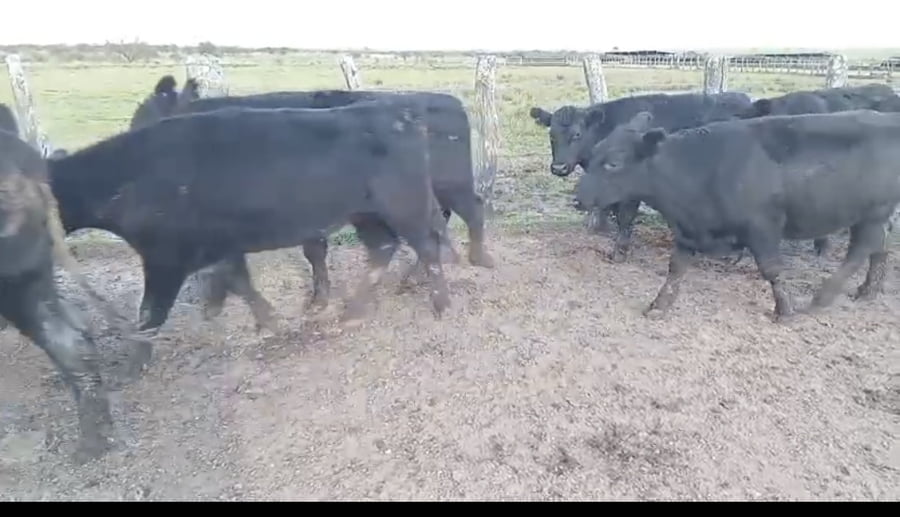 Lote 185 Novillos en Corrientes, Curuzú-Cuatiá