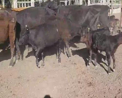Lote 25 Vacas CUT con cría en Villaguay, Entre Ríos