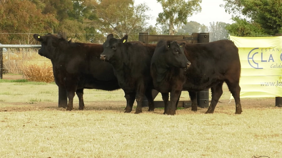Lote VAQ.  ANGUS PC PREÑADAS PARICION PRIMAVERA