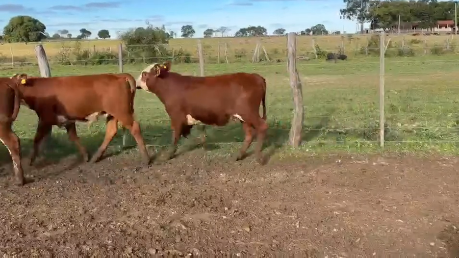 Lote 110 Terneros en Corrientes, Saladas