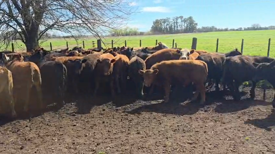 Lote 60 Novillitos y vaquillonas en Buenos Aires, Roque Pérez