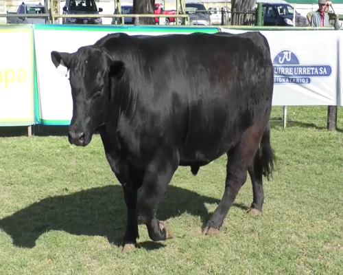Lote Toro Aberdeen Angus Negro PP - RP790 - Cabaña El Mirador