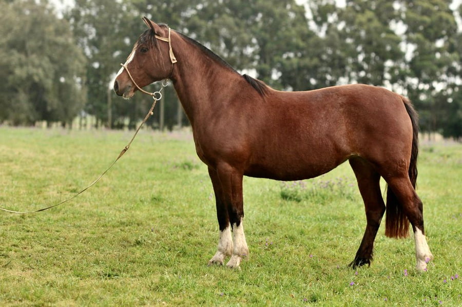 Lote Cañada Margarita (RP 409) Cabaña "La Cañada"