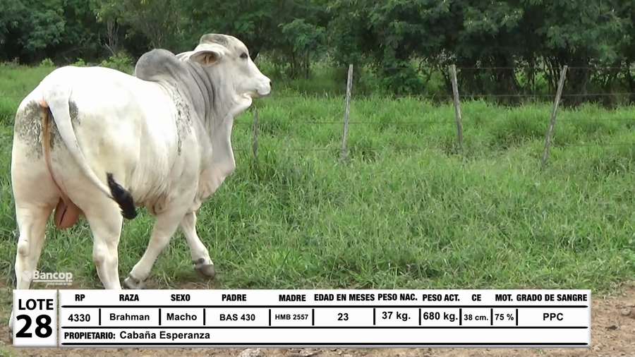 Lote Lote 28