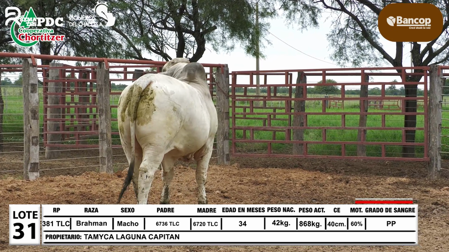 Lote Lote 31