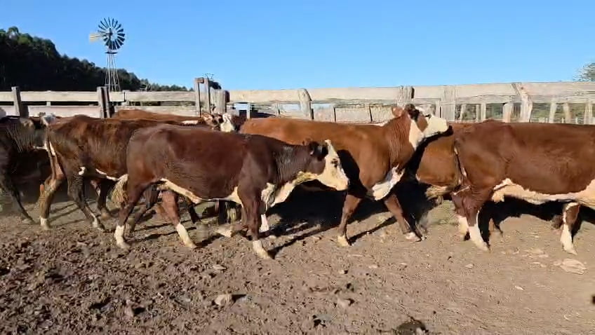 Lote 36 Vacas de invernar