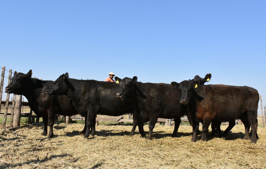 Lote HEMBRAS PURAS CONTROLADAS(NEGRA)(Corral 56)