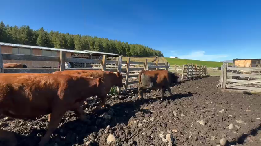 Lote 50 Novillo Engorda en Coyhaique, XI Región Aysén