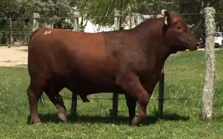 Lote Toros a remate en Cabaña Rebenque , Florida