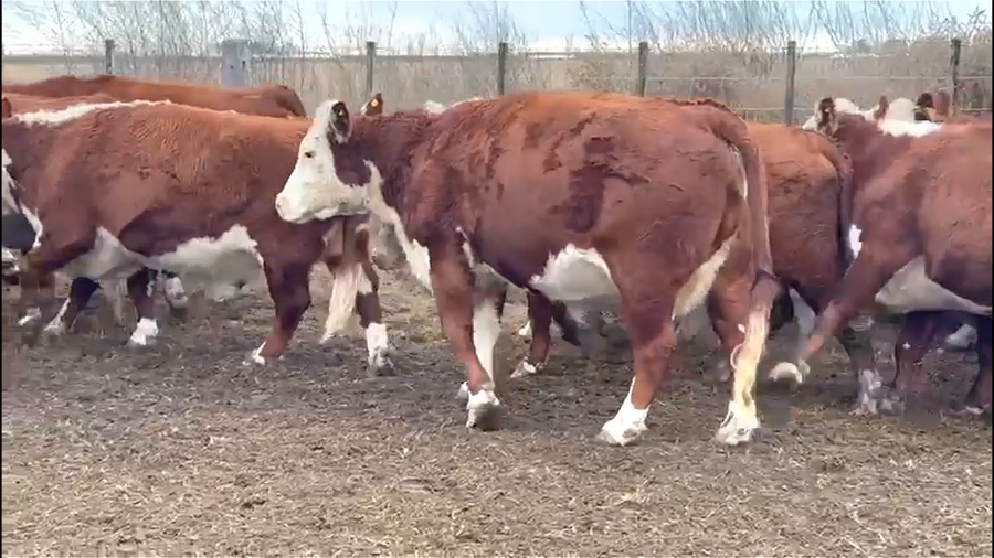 Lote 17 VACAS PREÑADAS Y PARIDAS