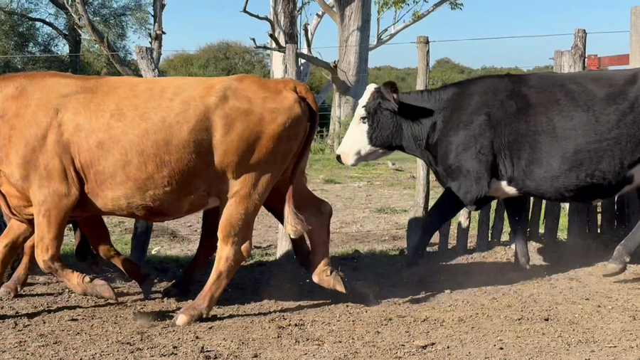 Lote 60 Vacas CUT preñadas