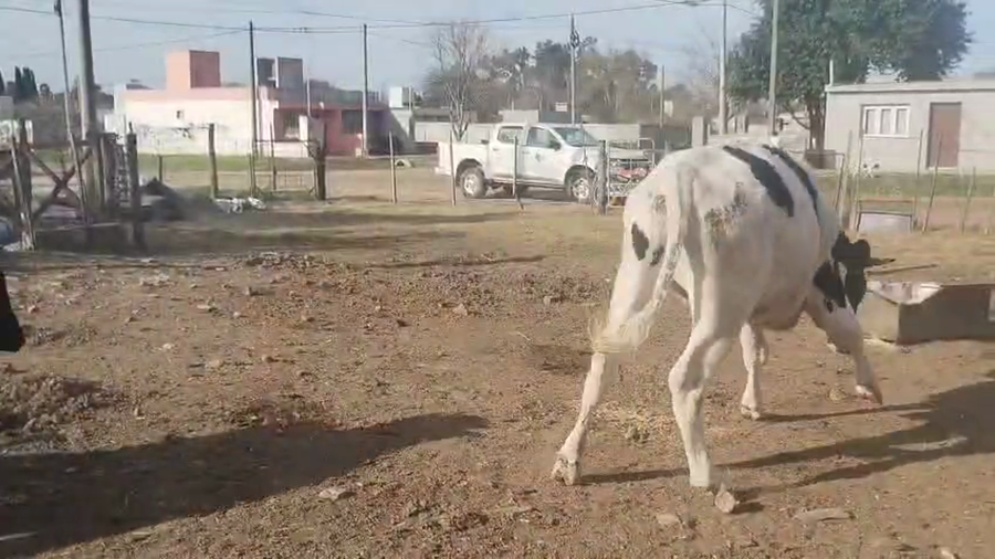 Lote 9 Novillitos Holando Argentino en Porteña, Córdoba