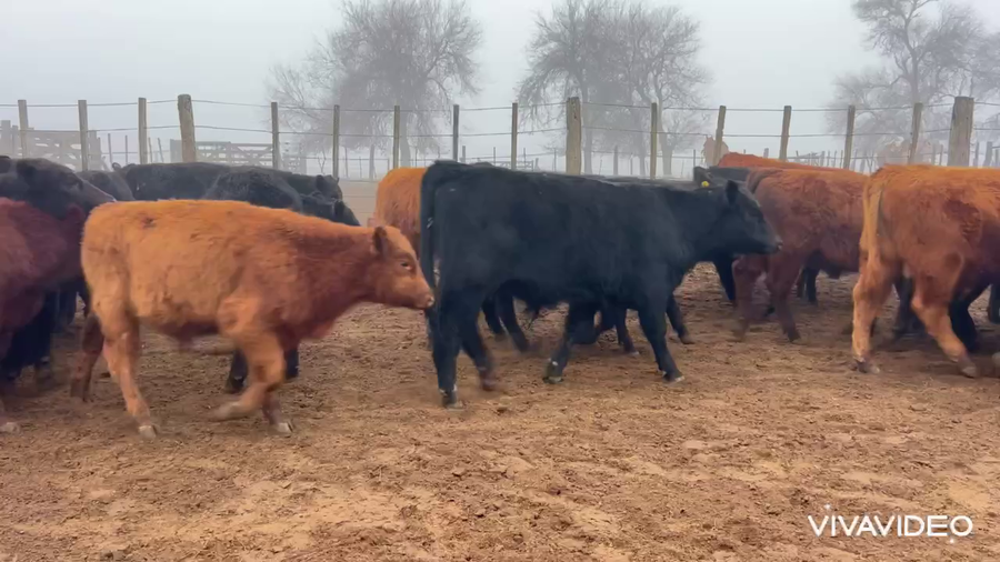 Lote 66 Terneros