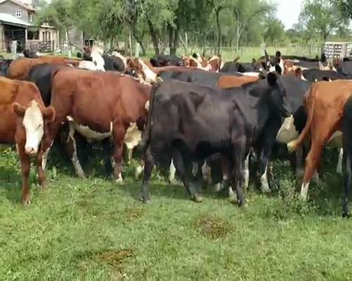 Lote 60 Novillitos y vaquillonas en Entre Ríos, Villaguay