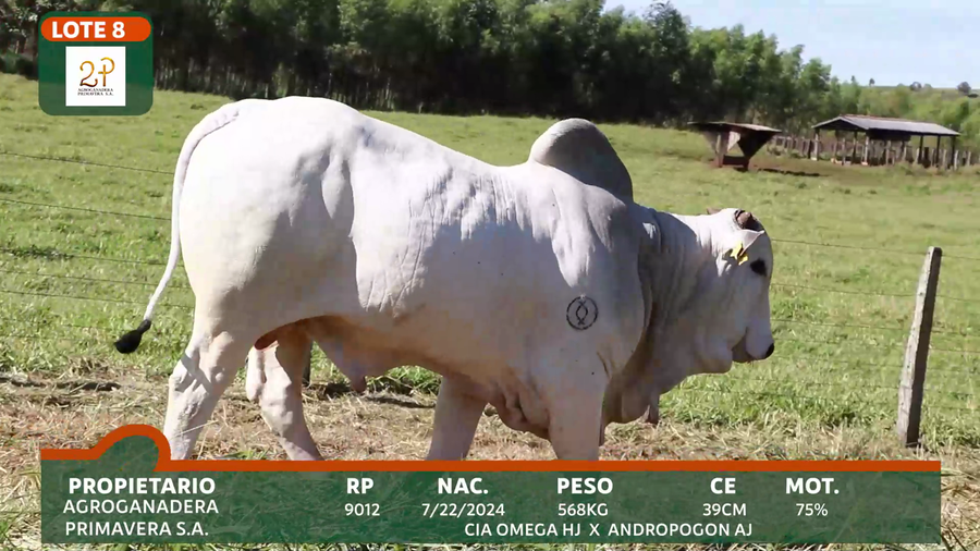 Lote 2P PRIMAVERA