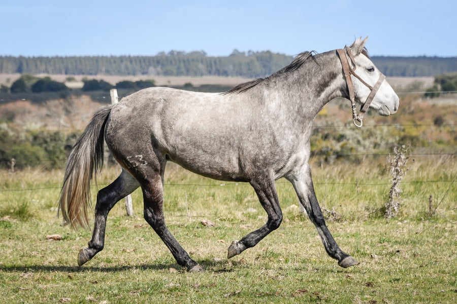 Lote GANADORA LA FLECHILLA