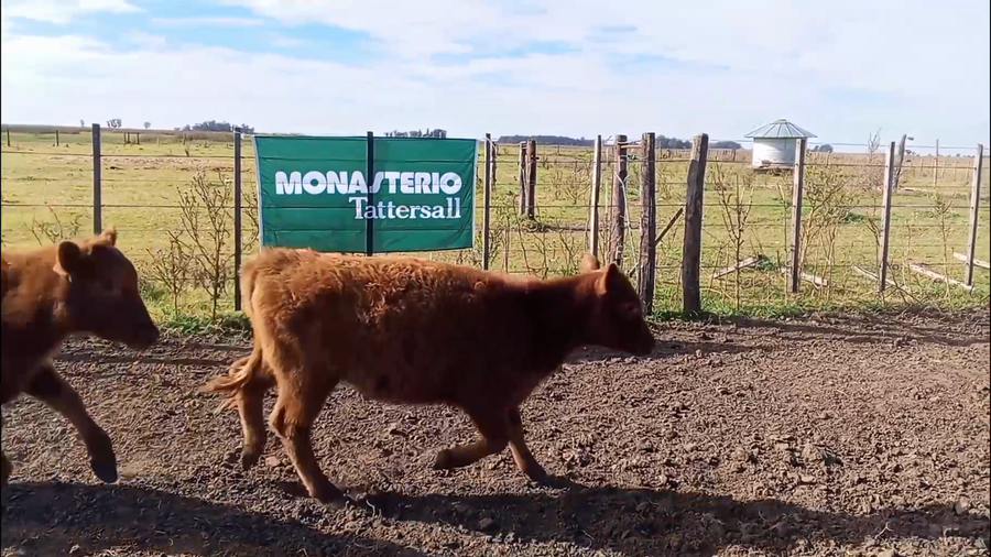 Lote 48 Terneros/as en Salazar