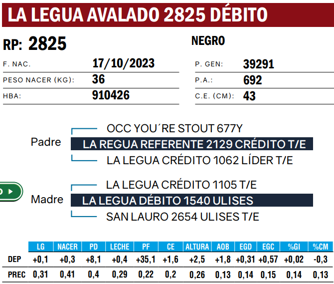 Lote TOROS ANGUS  PP