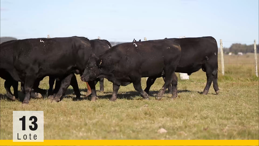Lote (Vendido)Toros a remate en Subasta Toros de La Competencia, Montevideo