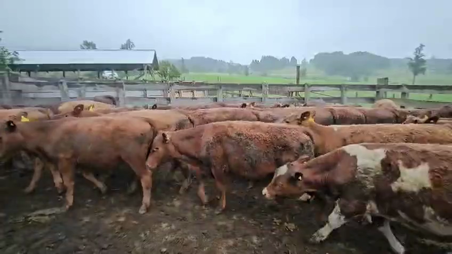 Lote 50 Novillo Engorda en Futrono, XIV Región Los Ríos