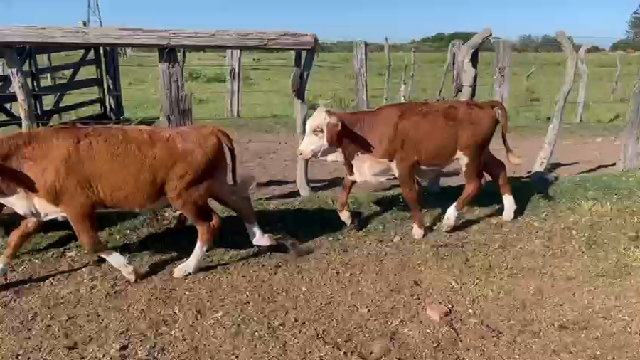 Lote 101 Terneros/as