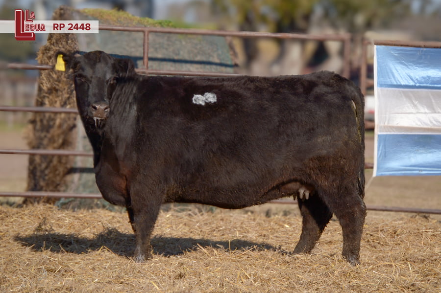 Lote VAQUILLONAS ANGUS  PP
