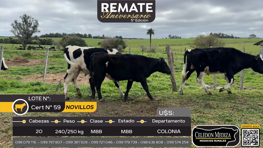 Lote 20 Novillos en Boca del Rosario, Colonia