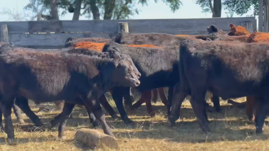 Lote 67 Terneros en Castelli, Buenos Aires