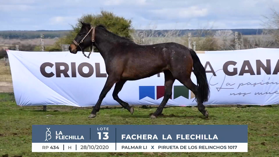 Lote FACHERA LA FLECHILLA